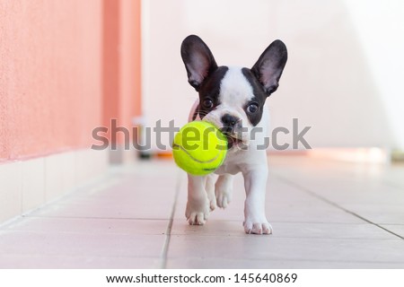 French Bulldog Puppy Playing With His Ball