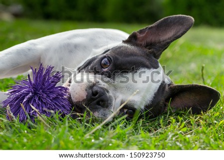 French Bulldog Puppy With Toy