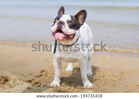 French bulldog on the beach