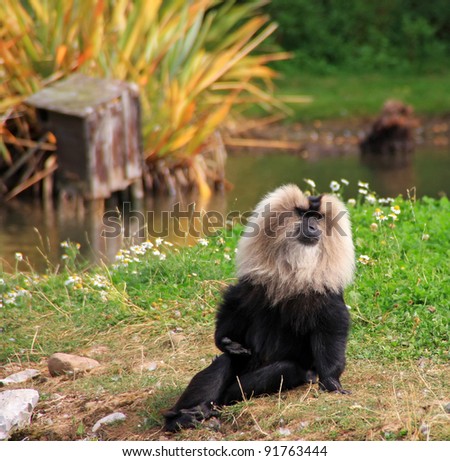 Lion tailed macaque monkey in wildlife park
