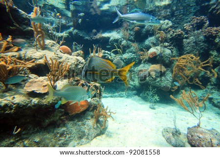 Tropical fish in Caribbean Sea, Mexico