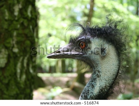An ostrich with a very bad hair-day