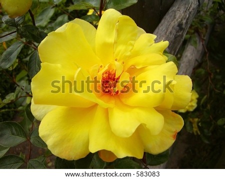 A yellow round flower
