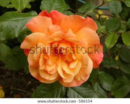 A round orange flower