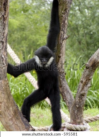 standing monkey