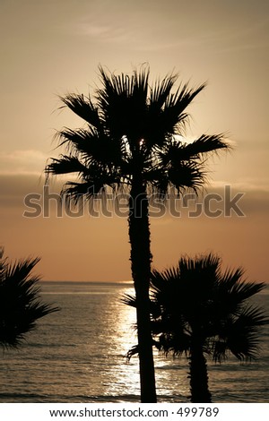 silhouette Sunset Palm Trees