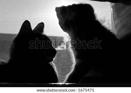 Two cat silhouettes