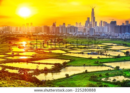 hong kong countryside sunset, rice field and modern office buildings