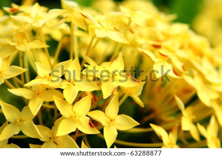 yellow flower close up at day