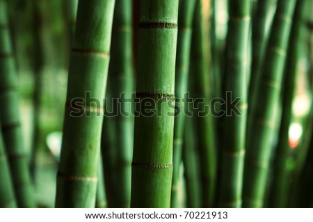 Bamboo Forest close up at day