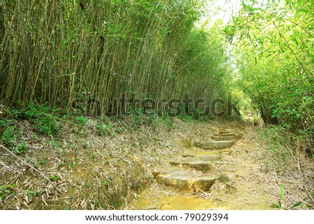 Green Bamboo Forest -- a path leads through a lush bamboo forest in Taiwan