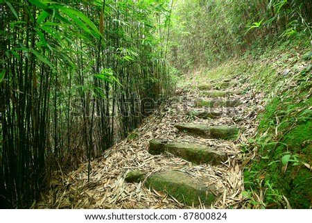 Green Bamboo Forest -- a path leads through a lush bamboo forest
