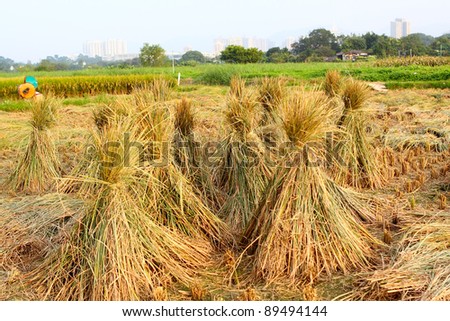 Harvest rice
