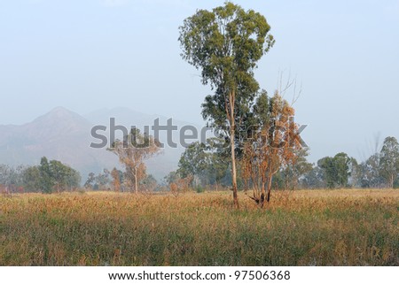foggy morning sunny landscape with tree, grass