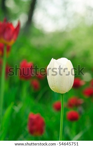 One white tulip on red tulips background