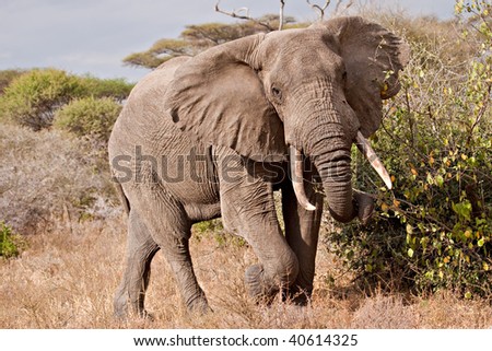 A big bull elephant mock charges in Tarangire National Park in Tanzania.