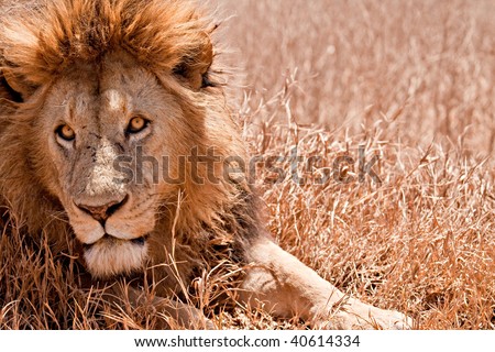 A big male lion staring with big golden eyes.