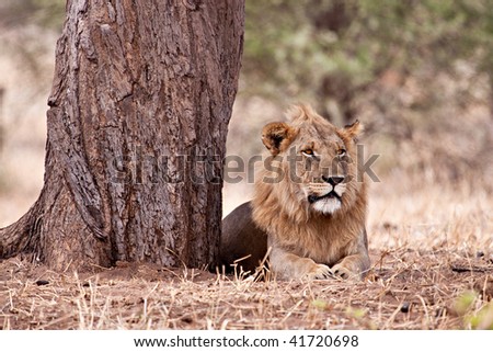 A large lion