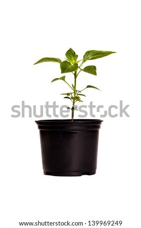 A young red chilly plant isolated on a white background. Chilly plant.