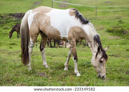 Horse feeding on grass in a paddock.
