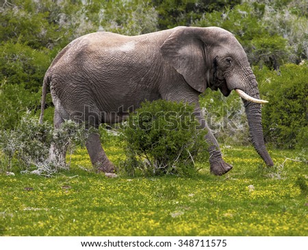 Image of a elephant bull walking in the South African bush.