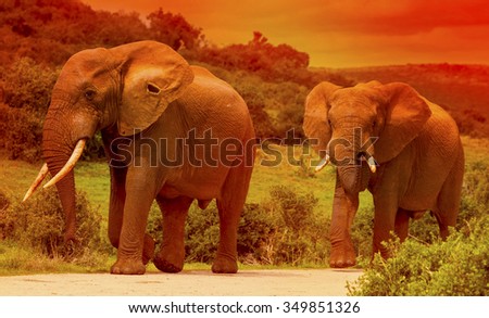 Two elephants walking on the road in a safari park in South Africa at sunset.