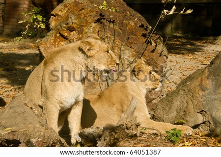 Two lion females
