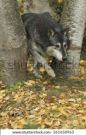 Alpha male wolf splits trees