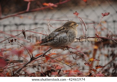 Sparrow in thorn-brush