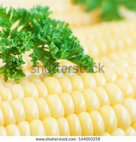 Close up of fresh organic corn with parsley, macro shot