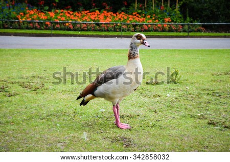 Duck in Regents Park in London, UK