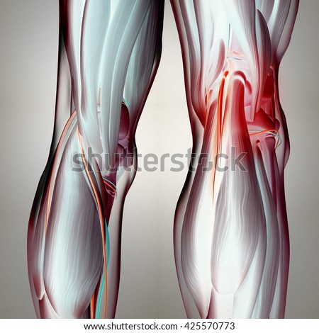 Royalty Free Stock Photos and Images: Human anatomy. Back of legs, calf