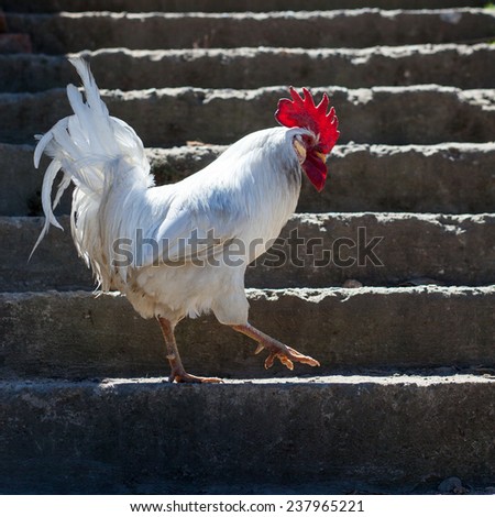 rooster walks on the stairs