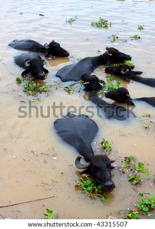 India Dirty Water