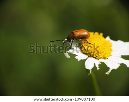 Orange colour beetle - Exosoma lusitanicum aka Daffodil leaf beetle
