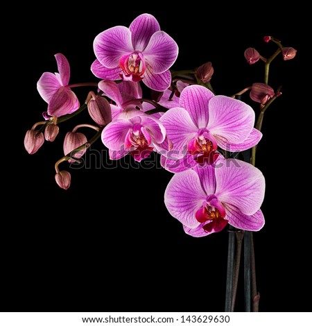 Pink Cultivated Orchid Isolated Over Black Background - Ideal Greeting Card