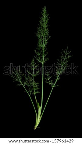 Herb fennel over black  -Foeniculum vulgare