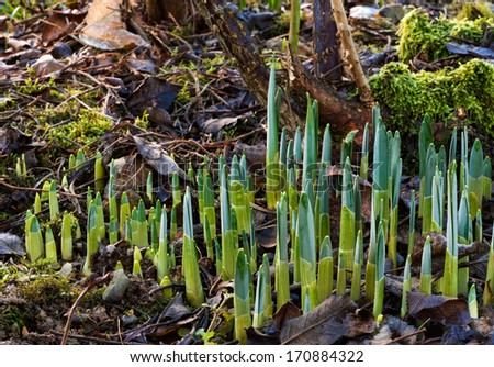 First green shoots of spring - daffodil and other bulbs