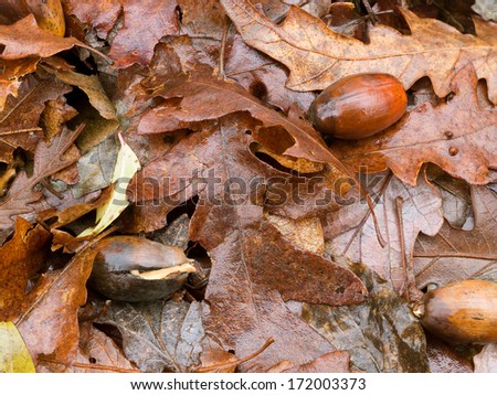 Nature spring renewal - acorns start to shoot on a bed of last year's leaves.