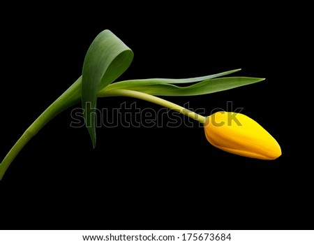 Horizontal composition for yellow tulip flower arching gracefully over black background
