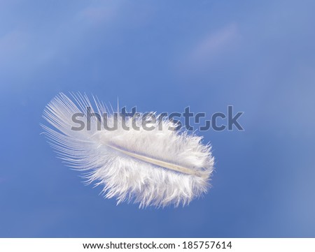 Fluffy floating feather - light weight over sky