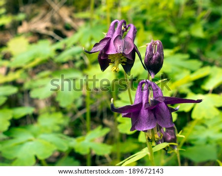Spring wild flower, deep purple. Aquilegia vulgare, aka Grannys bonnet, Grandmas bonnet.