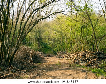 Woodland management, agriculture. Rural landscape with land clearance, logs.