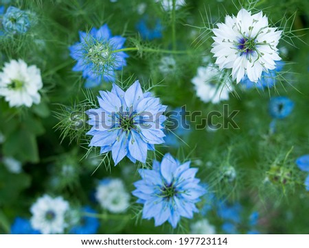 Nigella sativa - nature blue / white flowers, differential focus.
