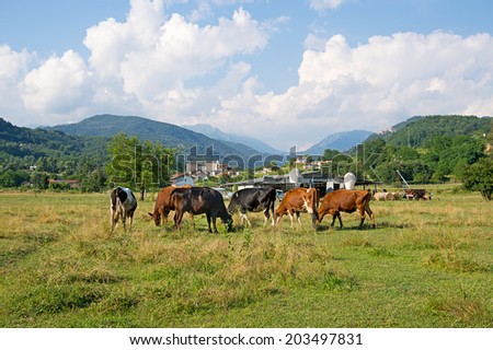 Typical rural scene, northern Tuscany. Idyllic landscape with cows, hill village, beautiful sky.