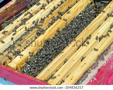 Inside a beehive - one frame removed to show activity. Bee-keeping.