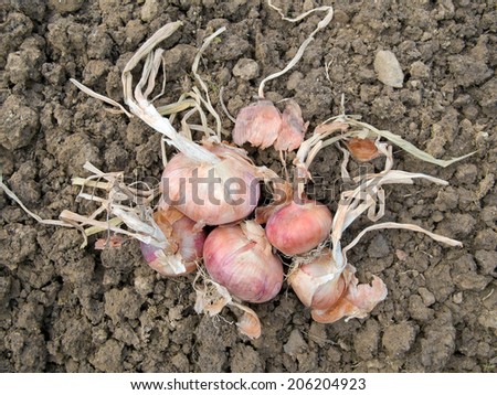 Sun ripened red onions in garden, on soil.