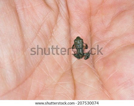 Tiny Frog in my hand. Bufo bufo.