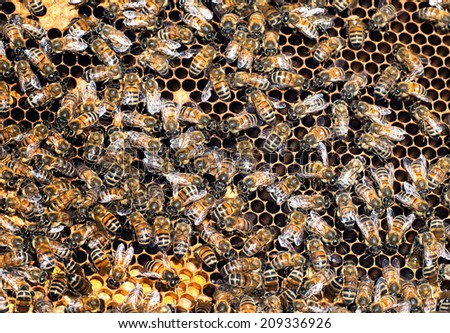 Honey work in progress! Bees closeup showing many animals and honeycomb structure.