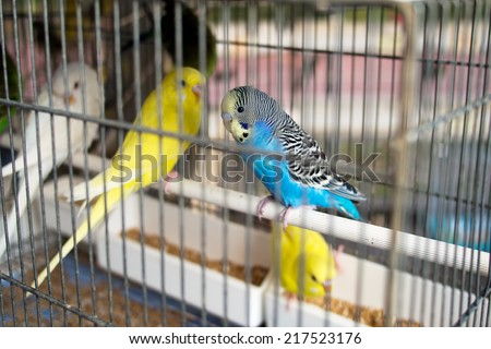 Budgies, budgerigars for sale. There were LOTS of them on market stall.